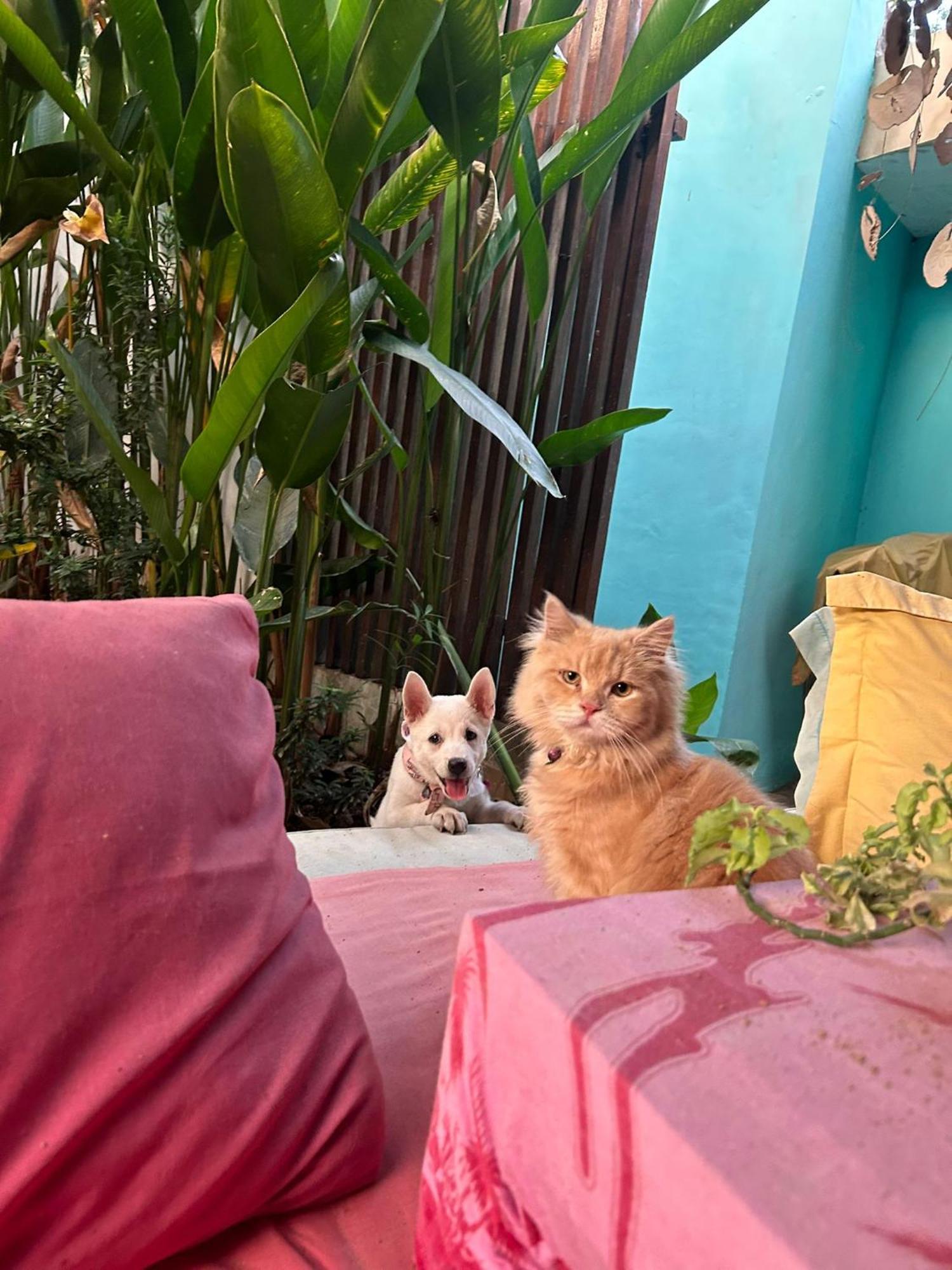 Shalana Homestay- Formerly Teka Teki House Семиняк Екстериор снимка